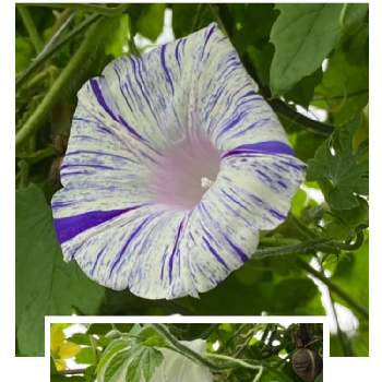 アサガオの花の画像 by ''まこS''さん | 小さな庭とアサガオの花と被災地にエール♡と新型コロナウィルスに負けるなとおうち園芸と青い花で納涼祭2020とありがとう医療従事者の方々と青い花マニアとチーム・ブルーと青い朝顔マニア