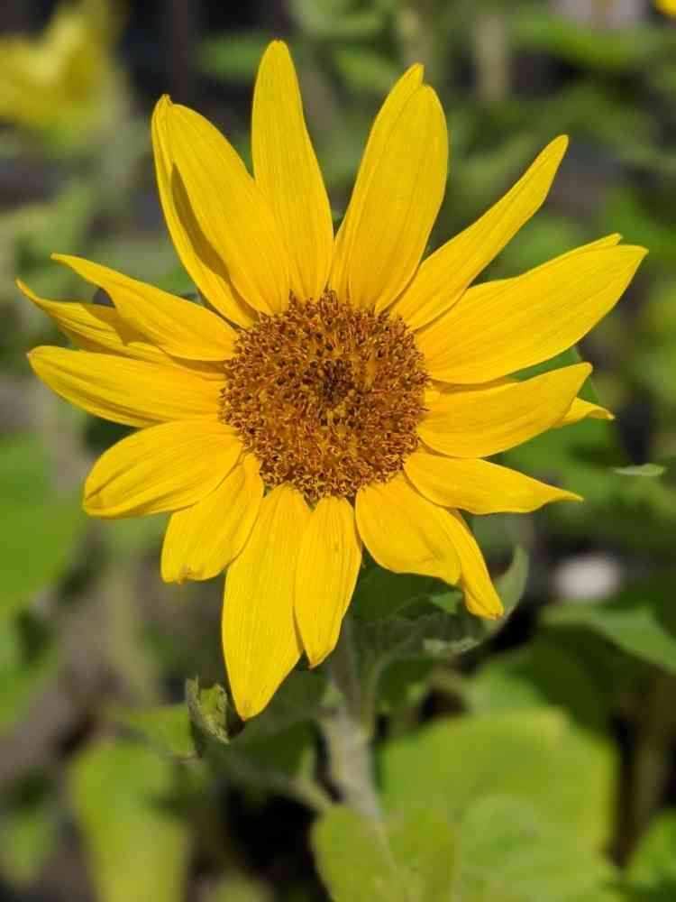 夏物語 🌻ミニひまわり🌻｜🍀GreenSnap（グリーンスナップ） 