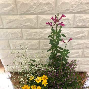 カラフルお花の画像 by ポポさん | 寄せ植えとカラフルお花とおうち園芸と元気❗と可愛い♡