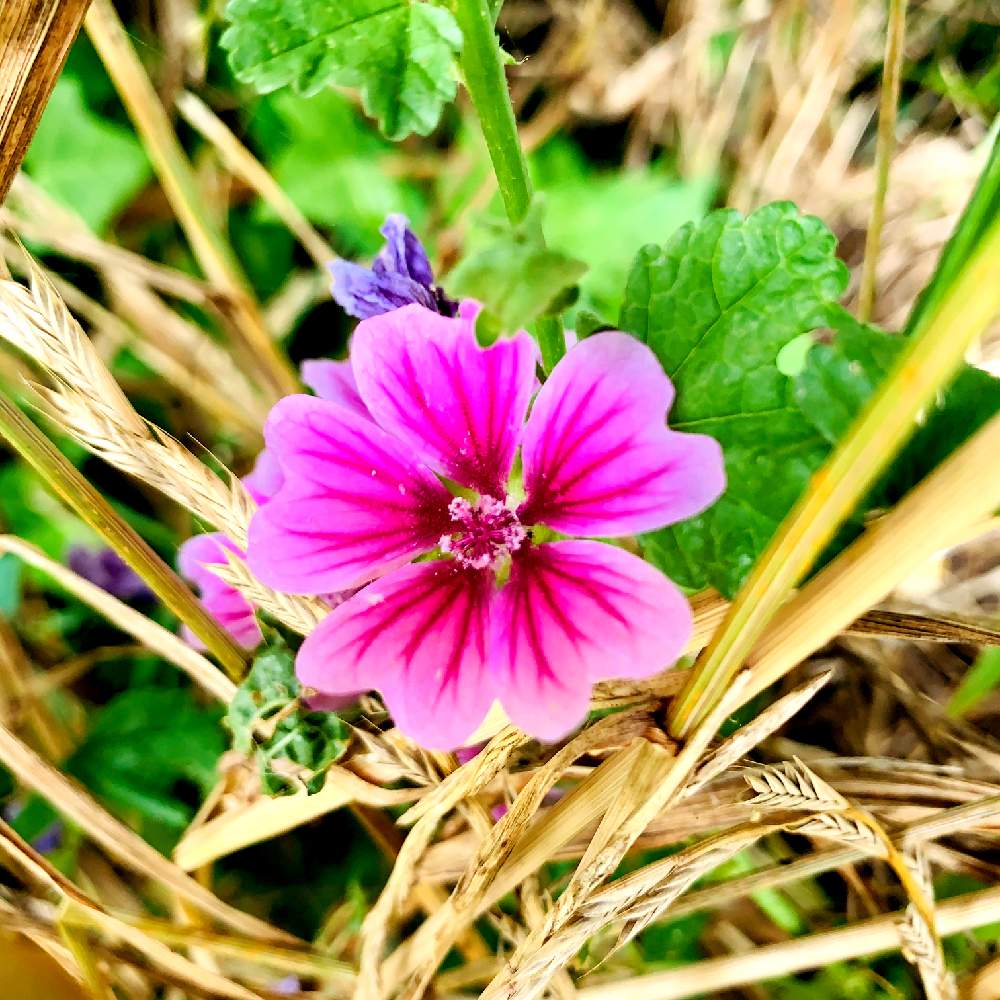 ゼニアオイの投稿画像 By スマイルさん お花とかわいいな とお花好きと薄紫色とゼニアオイ 月7月30日 Greensnap グリーンスナップ