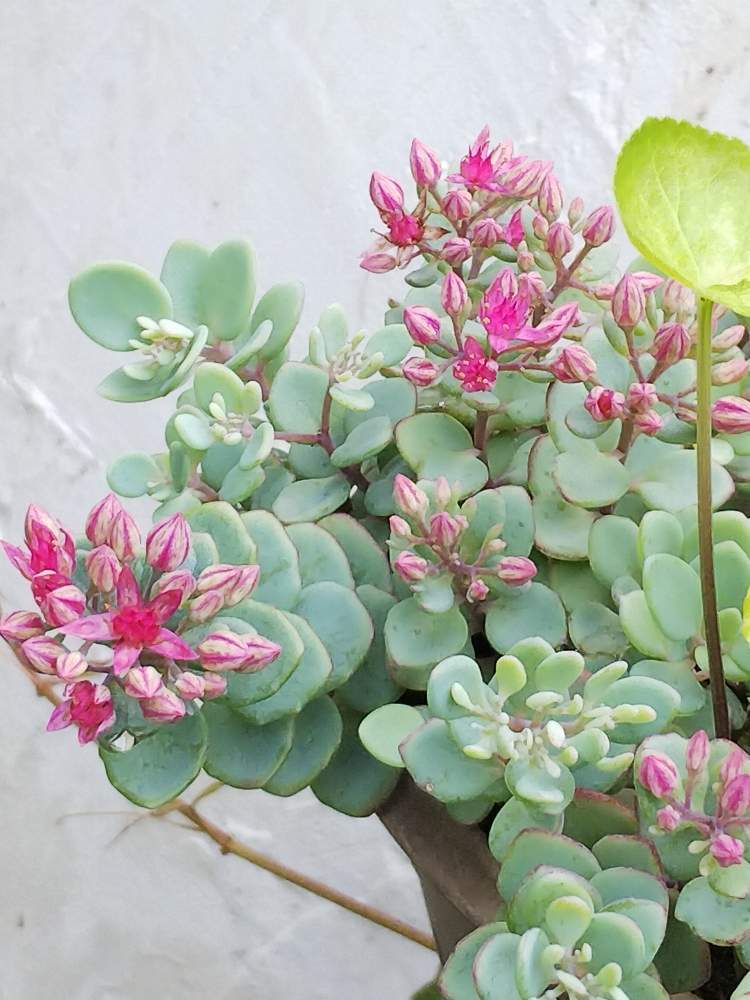 ミセバヤの投稿画像 By M M77さん 多肉植物とカラーリーフとピンクの花 とシェードガーデンとナチュラルガーデンとおうち園芸と小さな庭 と多肉女子とたにくにくにくと多肉のお花 と小庭 とピンクのお花と小さな幸せ と小さな小さな庭と 花のある暮らしと多肉多肉