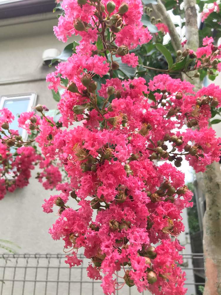 サルスベリの投稿画像 By りさママさん 小さな庭とpwフォトコンとpwフォトコン 月7月30日 Greensnap グリーンスナップ Greensnap グリーンスナップ