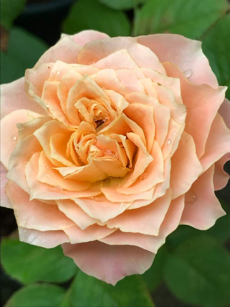 バラ ドレッシーの投稿画像 By Vogel さん バラ 切り花品種とばら 挿し木 月7月30日 Greensnap グリーンスナップ