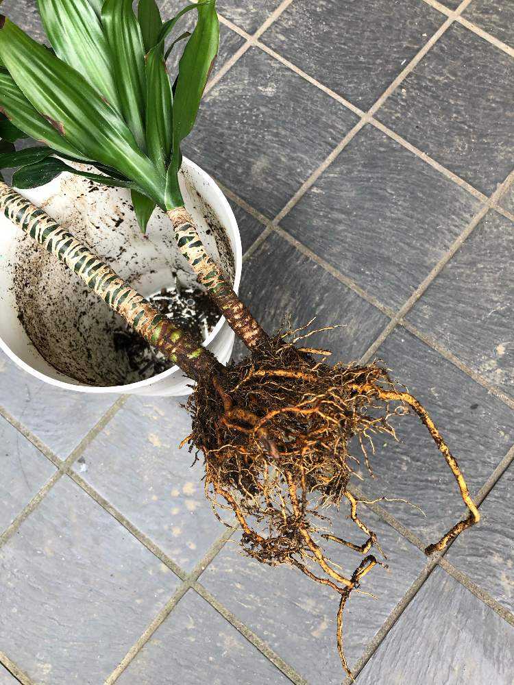 葉枯れドラセナコンパクタ 復活への道 Greensnap グリーンスナップ