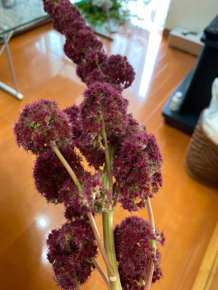 きよさんの投稿画像 月7月30日 Greensnap グリーンスナップ