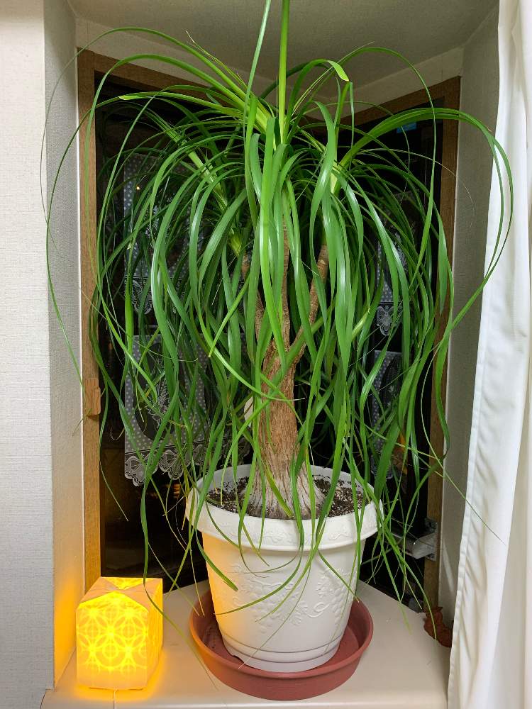 観葉植物の投稿画像 By ジャスさん ポニーテールとグリーンが綺麗とおうち園芸 月7月30日 Greensnap グリーンスナップ