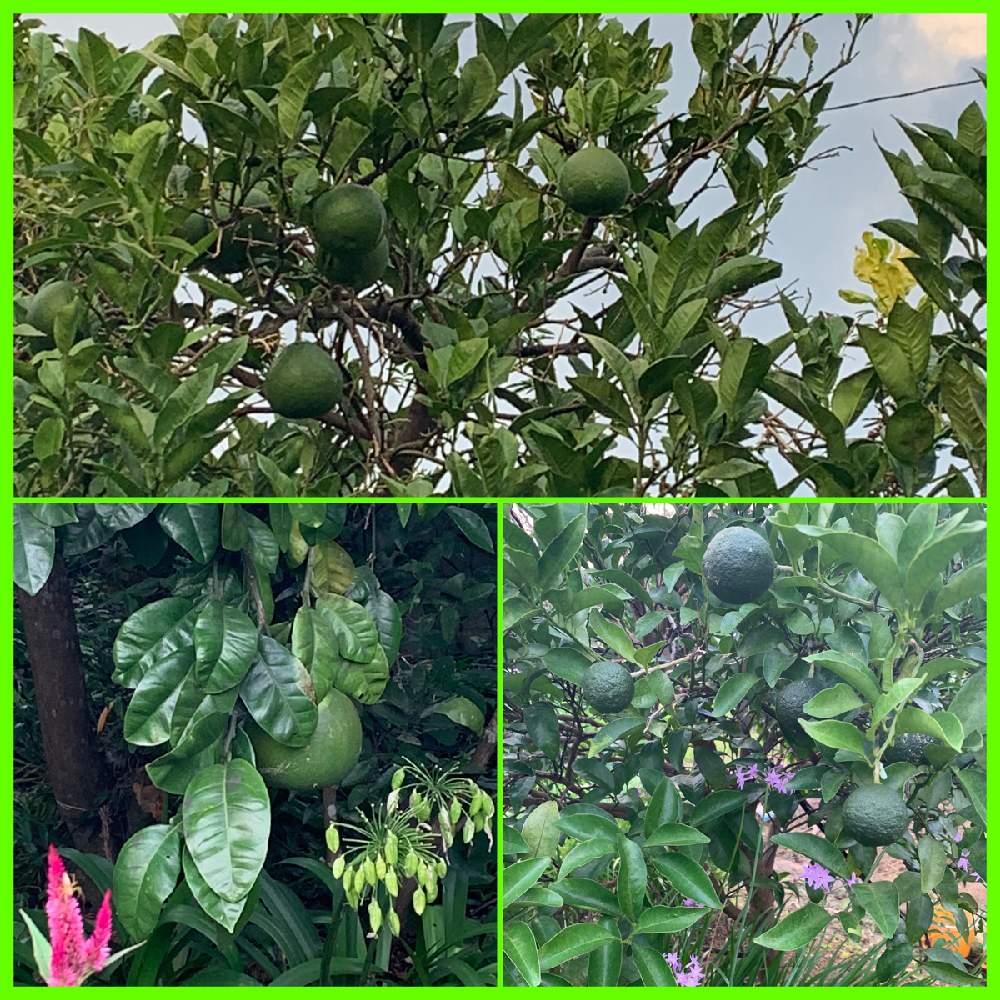 果物の木の投稿画像 By レオ5さん みかんの木とおうちde菜園 月7月30日 Greensnap グリーンスナップ