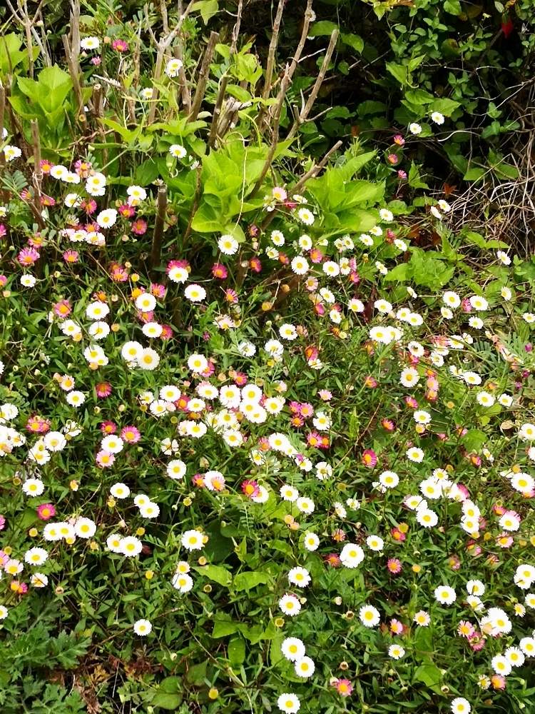 エリゲロン 源平小菊 の投稿画像 By よっちゃんさん 小さな庭 月7月30日 Greensnap グリーンスナップ Greensnap グリーンスナップ