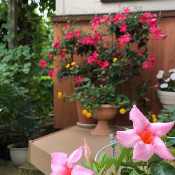 サンパラソルビューティートロピカルピーチの投稿画像一覧 Greensnap グリーンスナップ