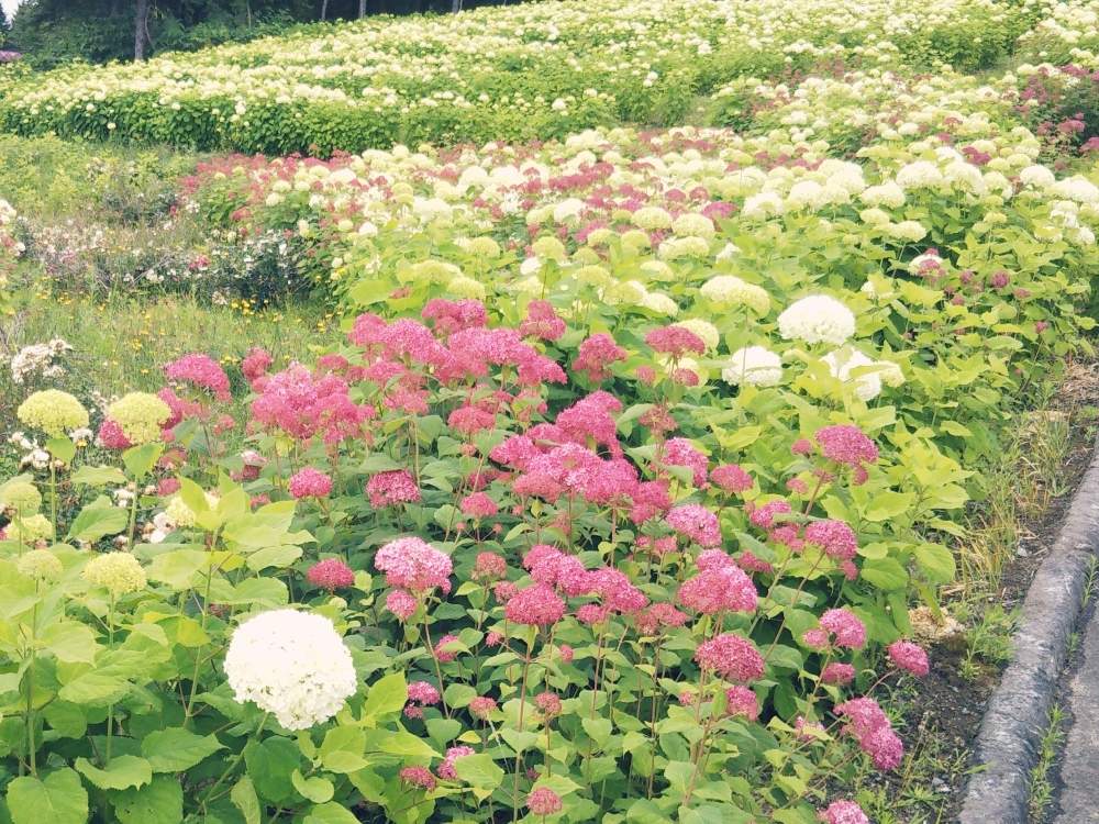 アナベルの投稿画像 By あしにあいさん ピンクアナベルと美しい景色と美しい花達と美しい植物 月7月30日 Greensnap グリーンスナップ