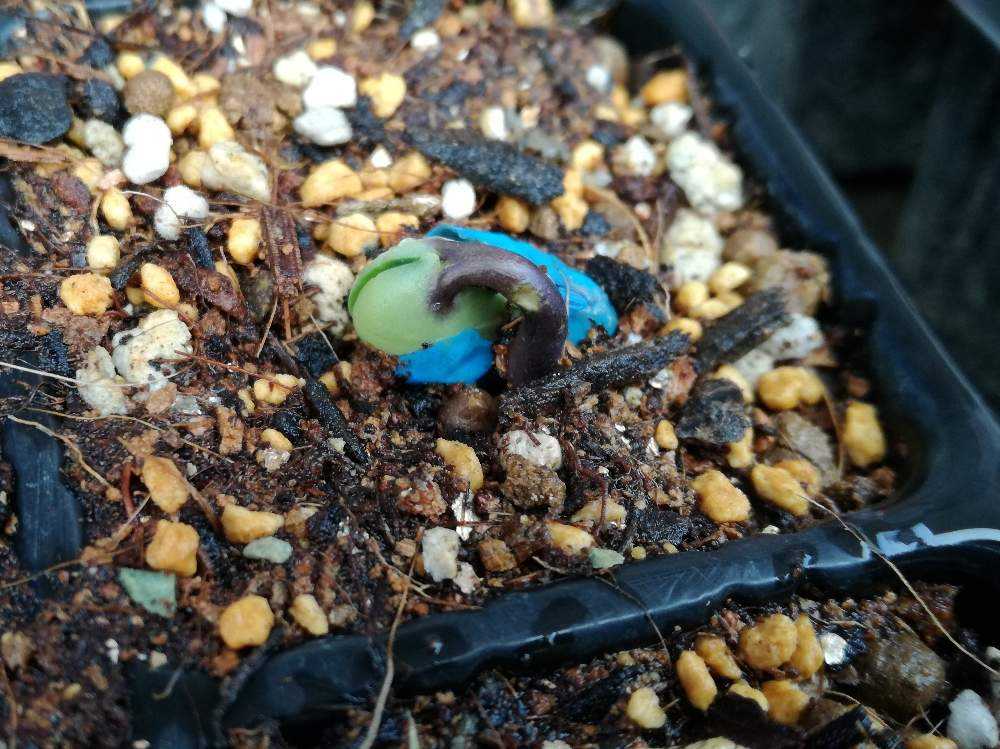 野菜 枝豆の成長記録 5 25 Greensnap グリーンスナップ