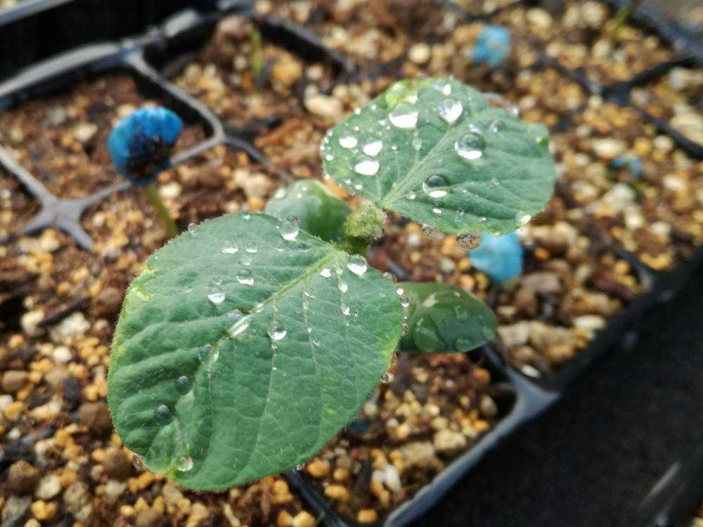 野菜 枝豆の成長記録 5 25 Greensnap グリーンスナップ 野菜 枝豆の成長記録 5 25 Greensnap グリーンスナップ