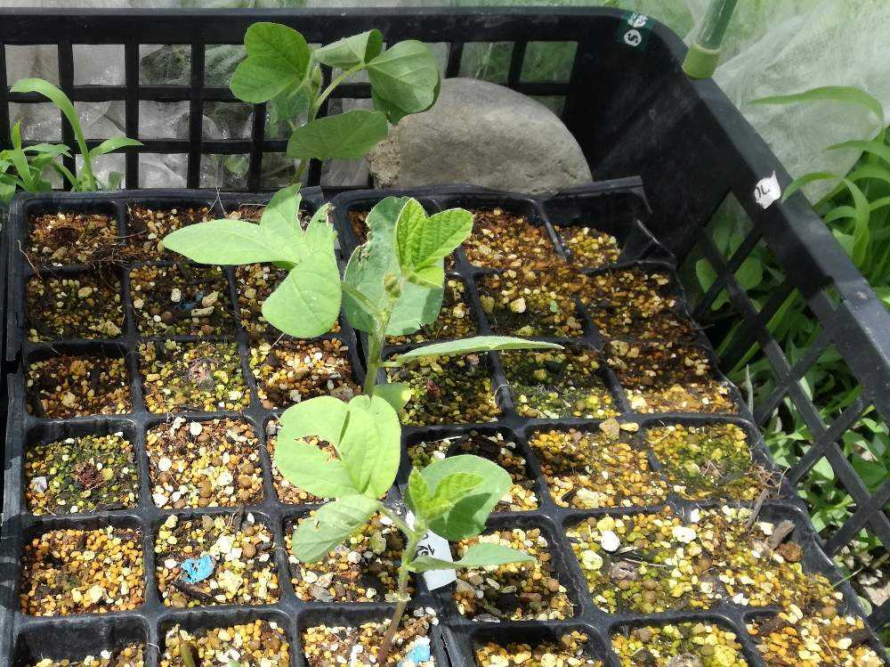 野菜 枝豆の成長記録 5 25 Greensnap グリーンスナップ 野菜 枝豆の成長記録 5 25 Greensnap グリーンスナップ