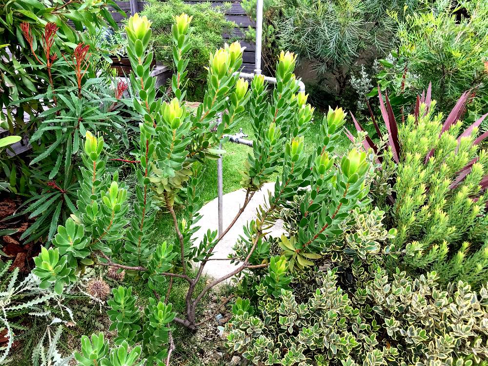 特価sale中 リューカデンドロン サマーサン オーストラリアプランツ 品質保証 ハンドメイド 日用品 インテリア Www Roe Solca Ec