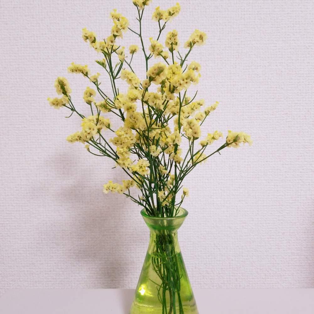 スターチスの投稿画像 By みるみるさん 花のある暮らしと小さい花瓶 月7月30日 Greensnap グリーンスナップ