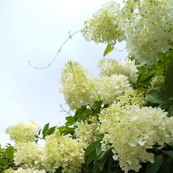 紫陽花水無月の投稿画像一覧 Greensnap グリーンスナップ