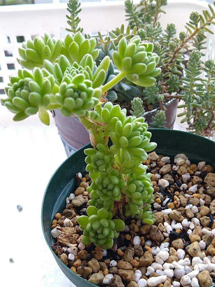 ウインクレリーの今までの成長の変化を振り返って、これからも見守る