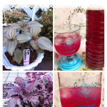 赤紫蘇ジュースの画像 by ももちゃんさん | ピレアと赤紫蘇ジュースと山梨県とおうちde菜園