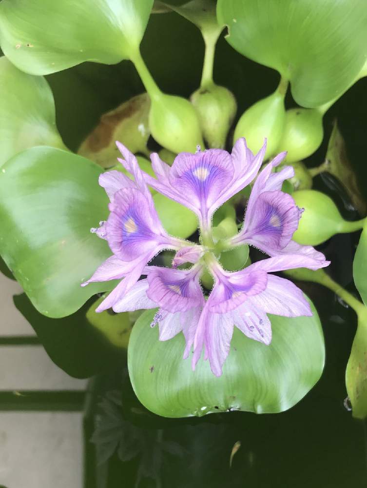 広い庭の投稿画像 By 萩 さん ホテイアオイとメダカとうす紫の花と花のある暮らしと水草とホテイアオイのお花とホテイアオイとメダカとうす紫の花と花 のある暮らしと水草とホテイアオイのお花 月7月30日 Greensnap グリーンスナップ Greensnap