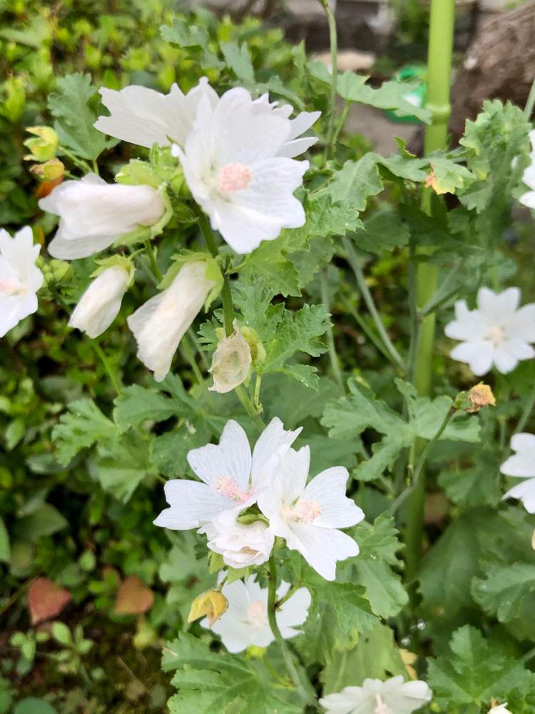 ムスクマロウの投稿画像 By Heathさん アオイ科とよい香りとハーブと白い花と地植え 月7月30日 Greensnap グリーンスナップ