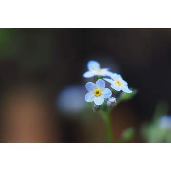７月の花の画像 by 我楽多さん | 小さな庭とワスレナグサと７月の花とOM-D E-M1ⅡとOLY 17mm F1.2