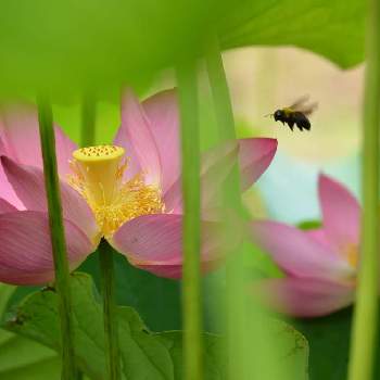 花と蜂の画像 by 嶌縞(シマシマ)さん | お出かけ先とはす（蓮)と花のある風景と一眼レフと花と蜂と 蓮の花とピンクのお花