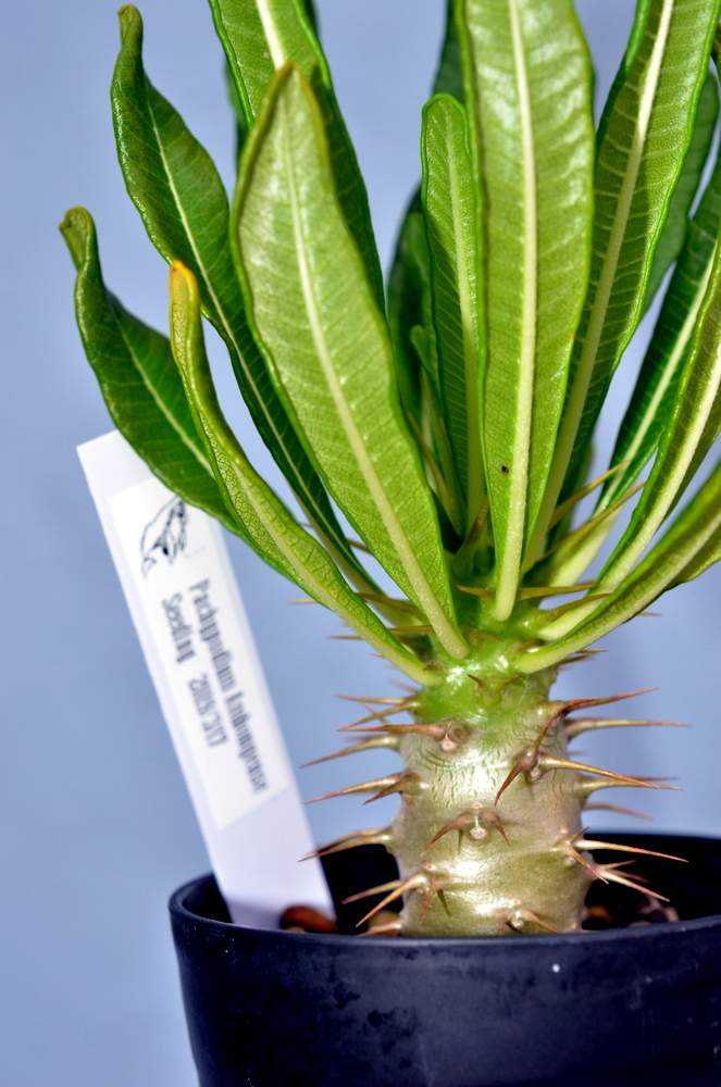 パキポディウム アンボンゲンセの投稿画像 By 潜水さん 多肉植物とボタニカルと小笠原とパキポディウム属と観葉植物とパキポディウム アンボンゲンセと南国 植物と多肉植物のある暮らしとコーデックスとボタニカル親父と塊根植物と実生苗とマダガスカル多肉植物と熱帯