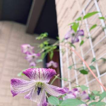 クレマチス アイアムレディJの画像 by buchiさん | 玄関とクレマチスとクレマチス アイアムレディJとお花を楽しむとかわいい♡と初夏の花たちとGS映えとGS日和と今日の一枚と今日のお庭と花のある暮らしとかわいいな♡と紫の花と夏の花と夏の庭にて