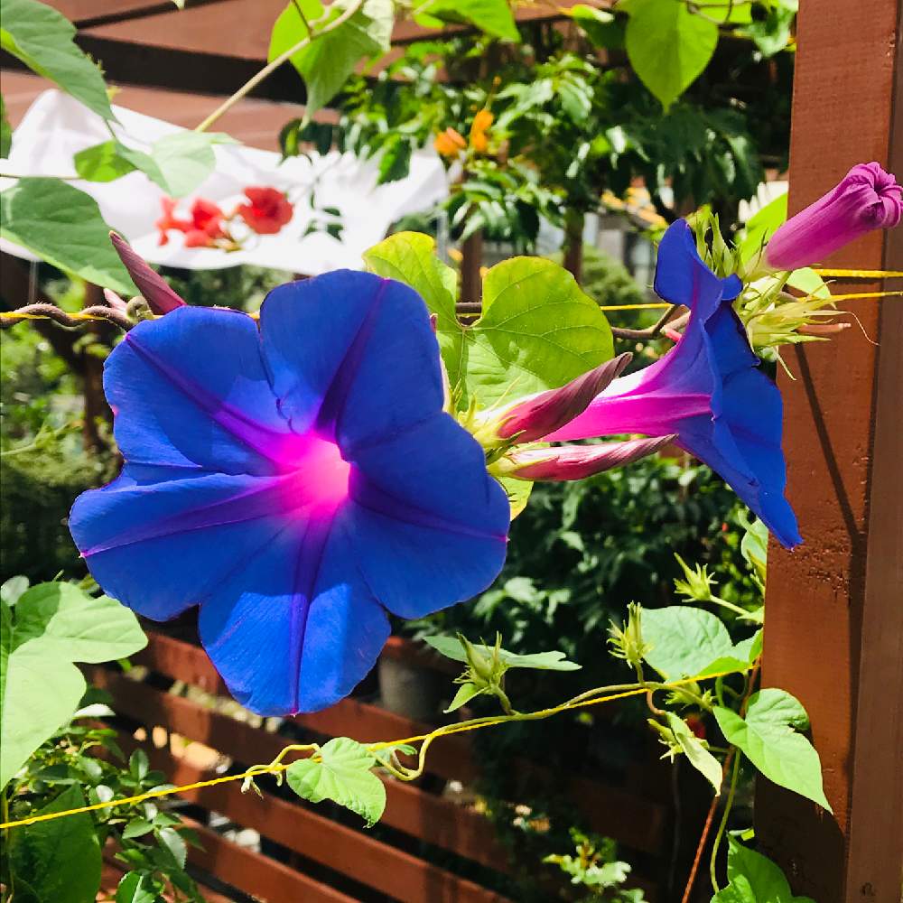 ノアサガオ突然変異亜種の投稿画像 By なっぱすくすくさん 屋上ガーデンとおうち園芸と琉球アサガオ オーシャンブルー と鉢植えと色が変わると屋上ガーデンとおうち園芸と琉球アサガオ オーシャンブルー と鉢植えと色が変わる 月7月30日 Greensnap グリーン