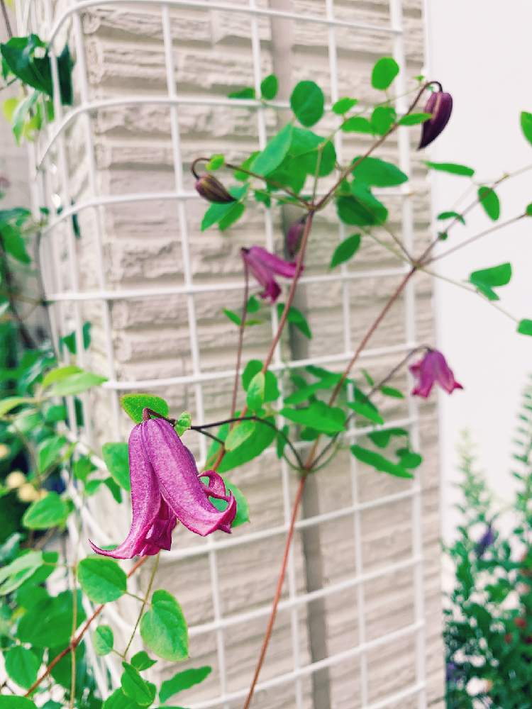 クレマチスの投稿画像 By さくらンボーさん つる性植物と花のある暮らしとクレマチス とクレマチス 踊場 月7月30日 Greensnap グリーンスナップ