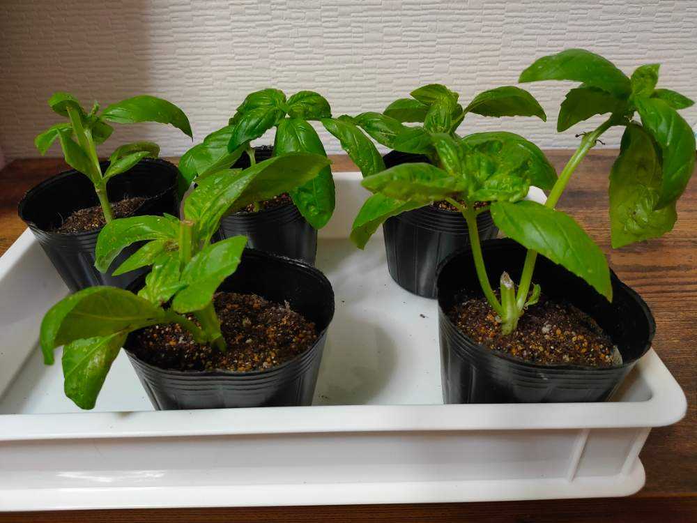 バジル挿し木で再挑戦 Greensnap グリーンスナップ
