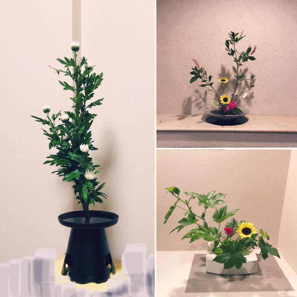 ヒマワリの投稿画像 By Ikebana Yuyu77さん リョウブと中輪の菊と花のある暮らしと池坊と自由花と生花 しょうか 月7月30日 Greensnap グリーンスナップ