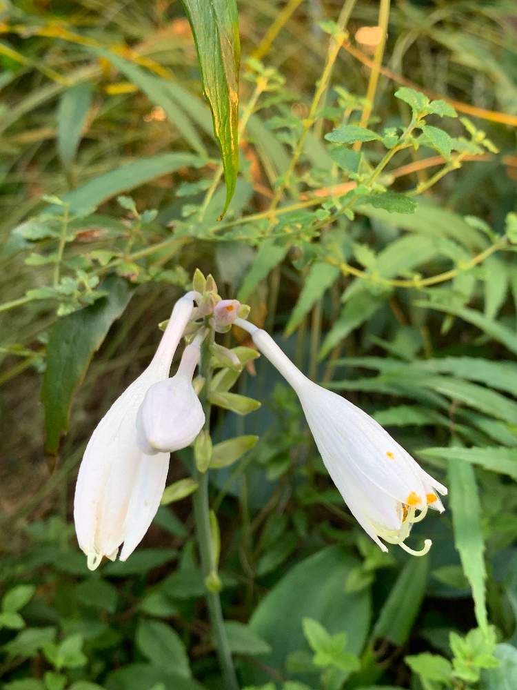 ギボウシ ホスタ の投稿画像 By いんらけっちみきさん 月7月30日 Greensnap グリーンスナップ