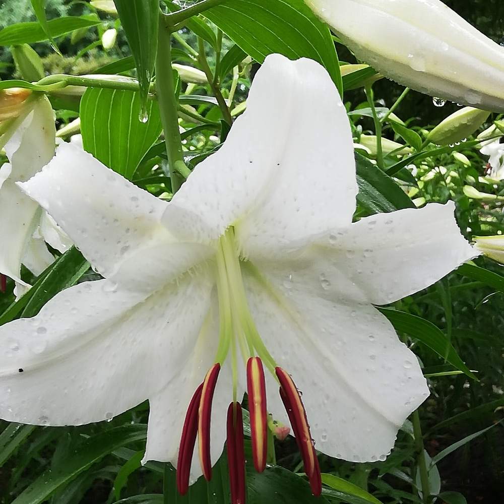 カサブランカの投稿画像 By リリーさん 癒やされると優しい花といつもありがとうと爽やかと花のある暮らしと白い花 月7月31日 Greensnap グリーンスナップ