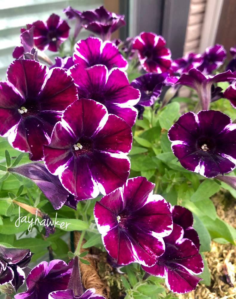 ペチュニアの投稿画像 By Jayhawkerさん ペチュニア ミスマーベラスとハルディンとjardinとペチュニアとカリブラコア とおうちを彩る花 月7月31日 Greensnap グリーンスナップ