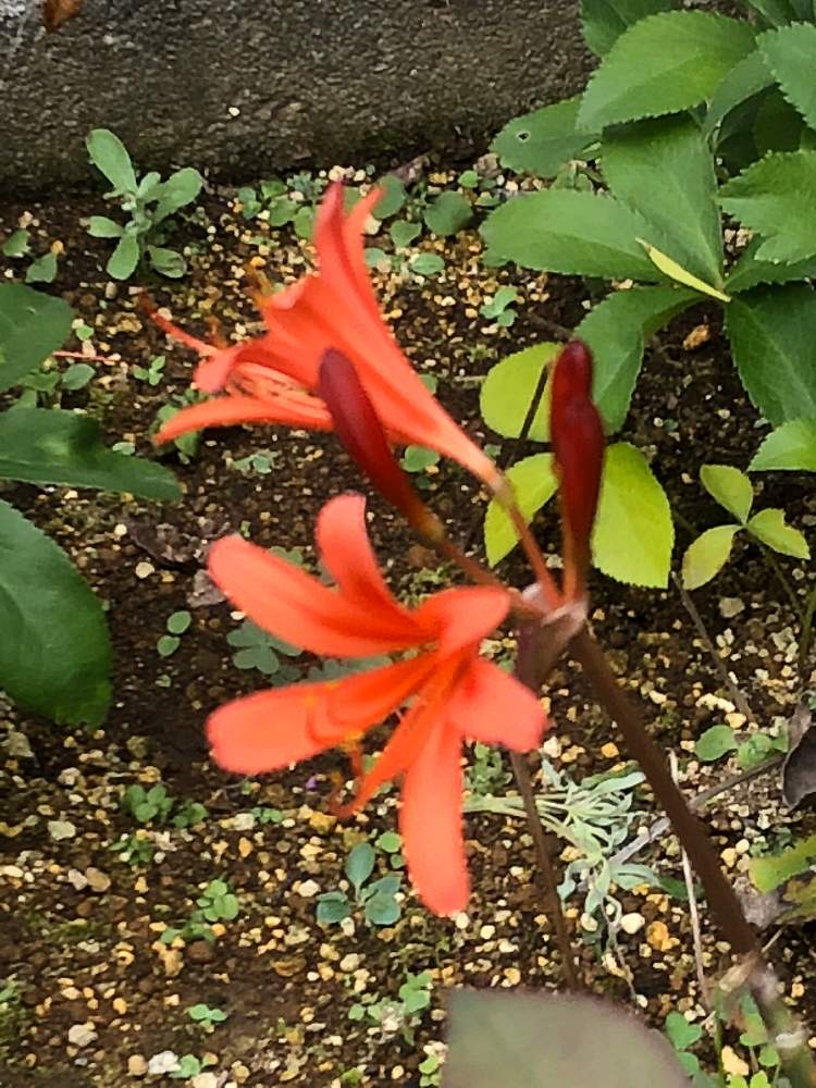 1000以上 キツネノカミソリ 花 言葉