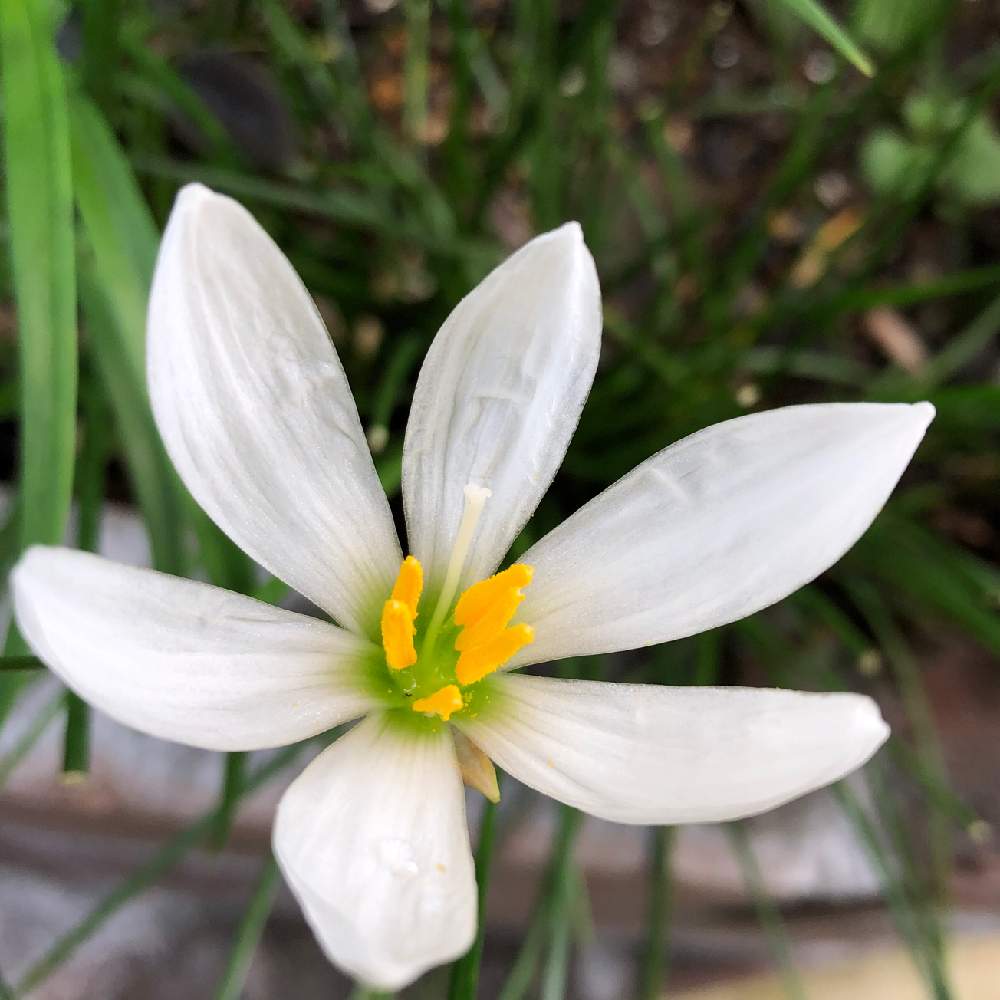 ゼフィランサスの投稿画像 By まみこさん 宿寝草と寄せ植えと花壇と夏の花と球根と鉢植えとガーデニングと花のある暮らし 月7月31日 Greensnap グリーンスナップ