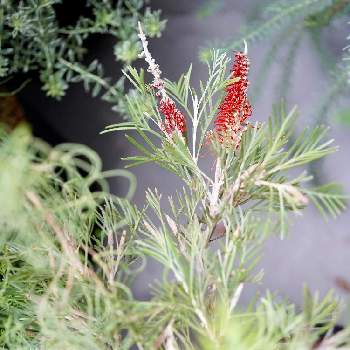 グレヴィレア スカーレットキングの投稿画像一覧 Greensnap グリーンスナップ