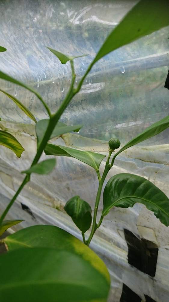 シークワーサー Greensnap グリーンスナップ