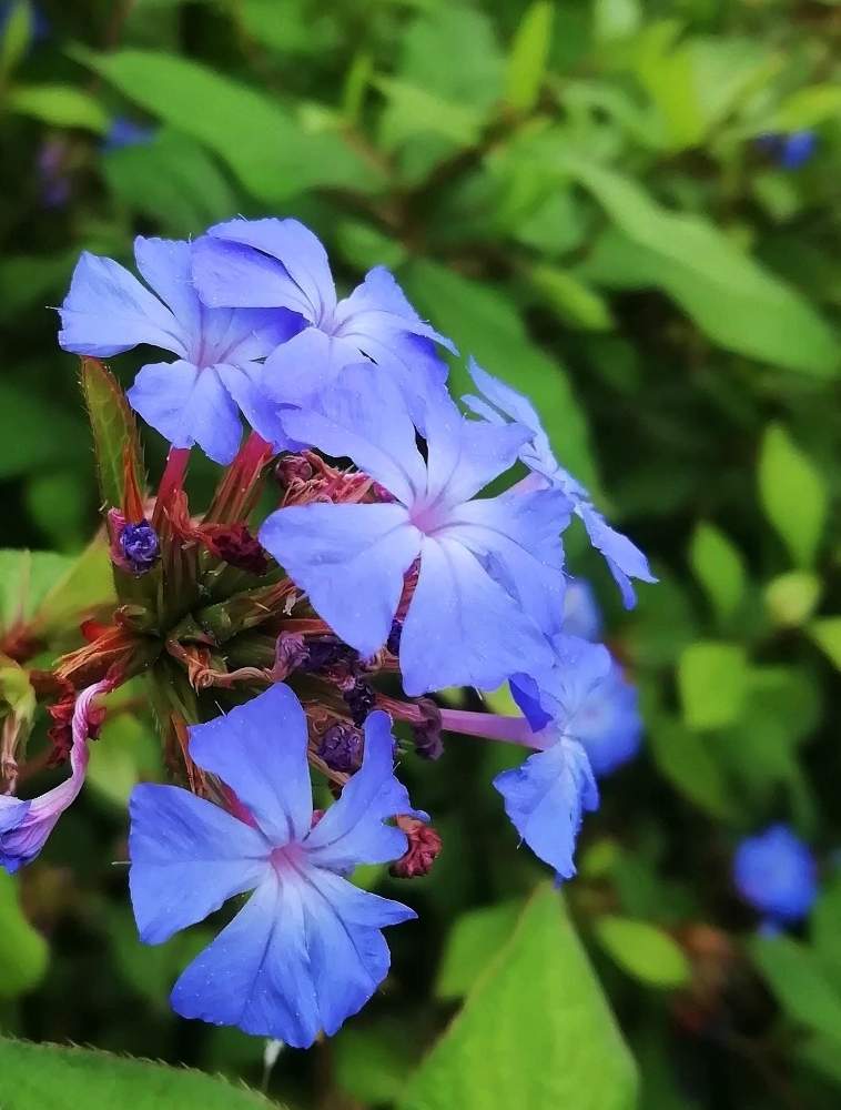 ルリマツリモドキの投稿画像 By らなさん 兵庫県と青い花と夏の花と植物園と西宮市北山緑化植物園 月7月31日 Greensnap グリーンスナップ