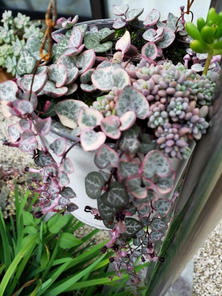 ハートカズラの投稿画像 By きらり さん 東向きとスマホ撮影と放置多肉と野ざらしと復活 ᴗ と多肉初心者 月7月31日 Greensnap グリーンスナップ