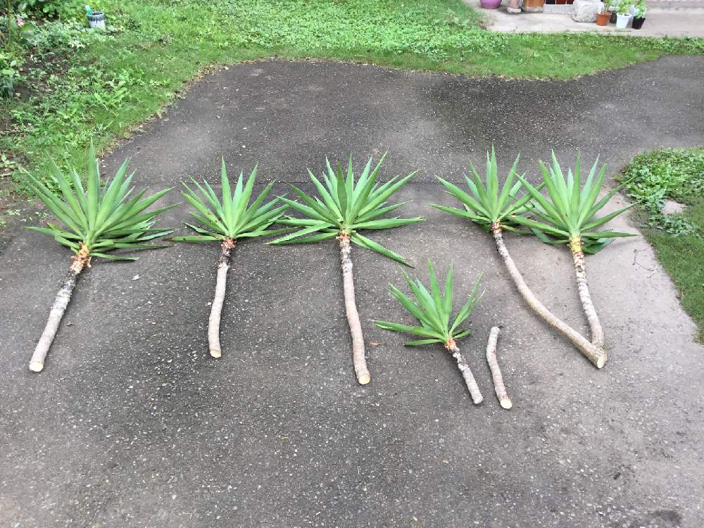 ユッカエレファンティペスの投稿画像 By 蒼也さん ユッカ属と青年の樹と剪定とおうち園芸 月7月31日 Greensnap グリーンスナップ