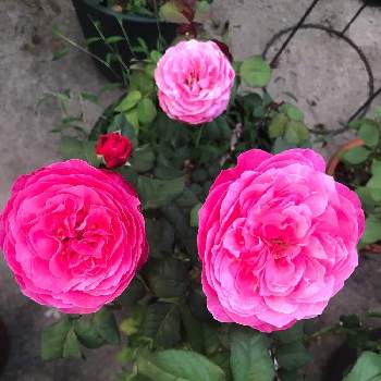 キラキラ☆の画像 by roiさん | 小さな庭とゆうぜんとキラキラ☆と薔薇愛同盟と素敵✨✨✨と癒し…♡とGSでバラ園と花のある暮らしと色がキレイ