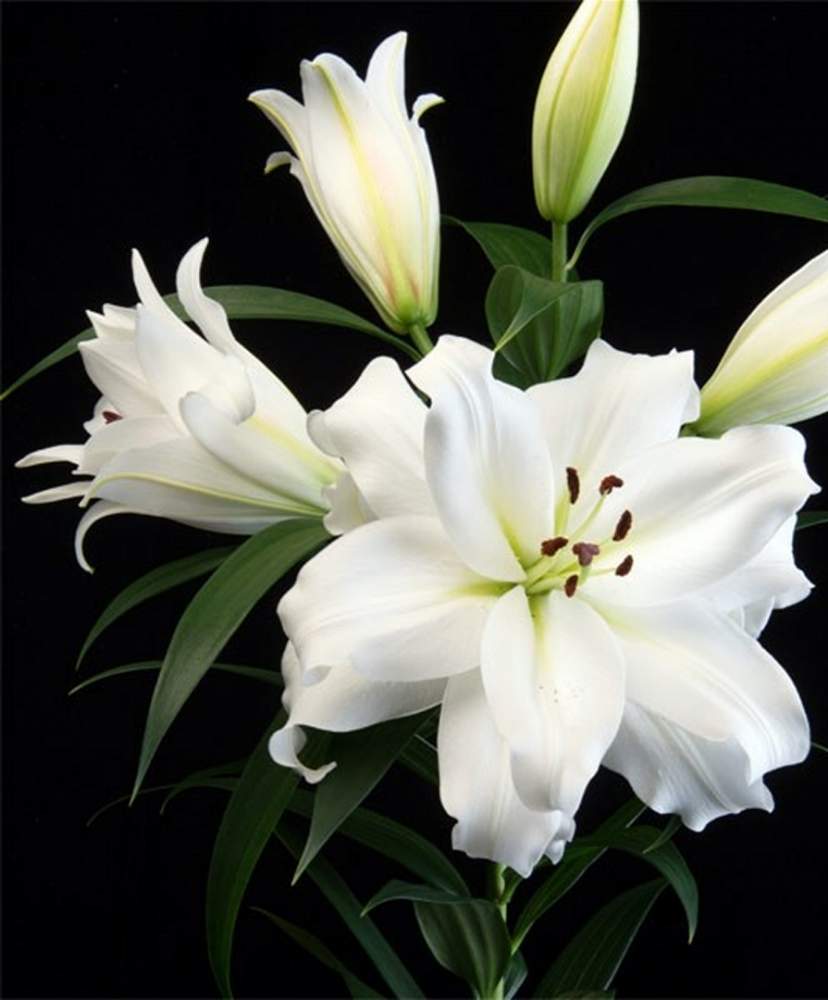 カサブランカの投稿画像 By Dianaさん ユリ科と今日のお花と綺麗な花と花のある暮らしと白い花 月7月31日 Greensnap グリーンスナップ
