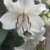 カサブランカ,ユリ,白い花,ユリ科,今日のお花の画像