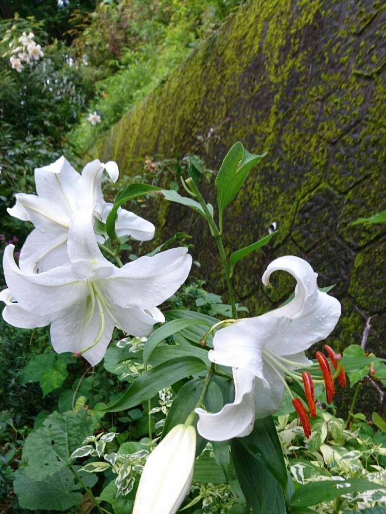 カサブランカの投稿画像 By ちっちさんさん やまゆりと地植えとユリの花と花のある暮らしと梅雨の季節とヤマユリ 月7月31日 Greensnap グリーンスナップ