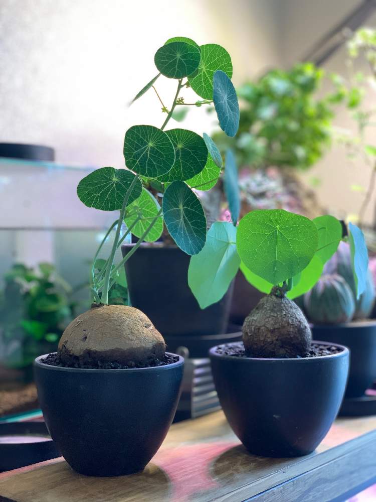 ステファニア エレクタの投稿画像 By Rubberさん ステファニア ヴェノーサと多肉植物と発根と塊根植物と珍奇植物と珍奇と多肉植物と発根と塊根植物と珍奇植物と珍奇 月7月31日 Greensnap グリーンスナップ Greensnap グリーンスナップ