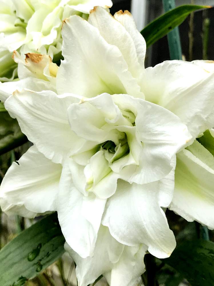 八重の百合の花の投稿画像 By ウズさん 小さな庭と八重咲きユリ と負けないで と新型コロナウィルスに負けるなと夏の花とおうち園芸と 最前線のあなたへと花のある暮らしと八重咲きユリと負けないで と新型コロナウィルスに負けるなと夏の花とおうち園芸と 最前線の 八重の百合の花の投稿画像 By ウズさん 小さな庭と八重咲きユリ と負けないで と新型コロナウィルスに負けるなと夏の花とおうち園芸と 最前線のあなたへと花のある暮らしと八重咲きユリと負けないで と新型コロナウィルスに負けるなと夏の花とおうち園芸と 最前線の