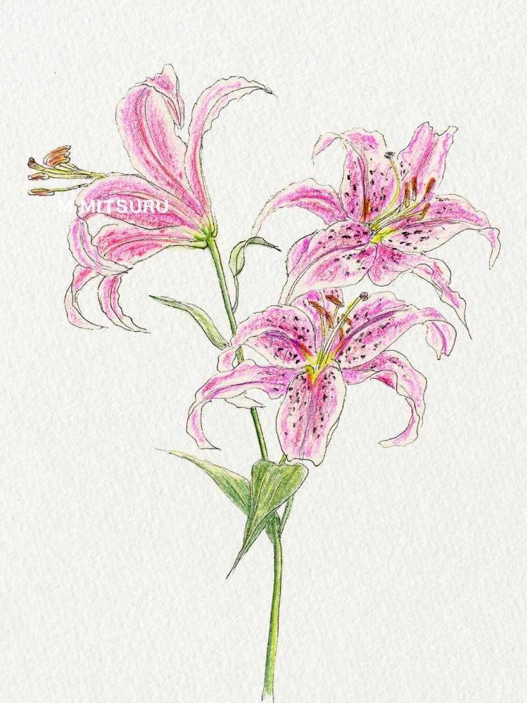 ユリの投稿画像 By 光さん ピンクの花とおうち園芸とデッサン 月7月31日 Greensnap グリーンスナップ