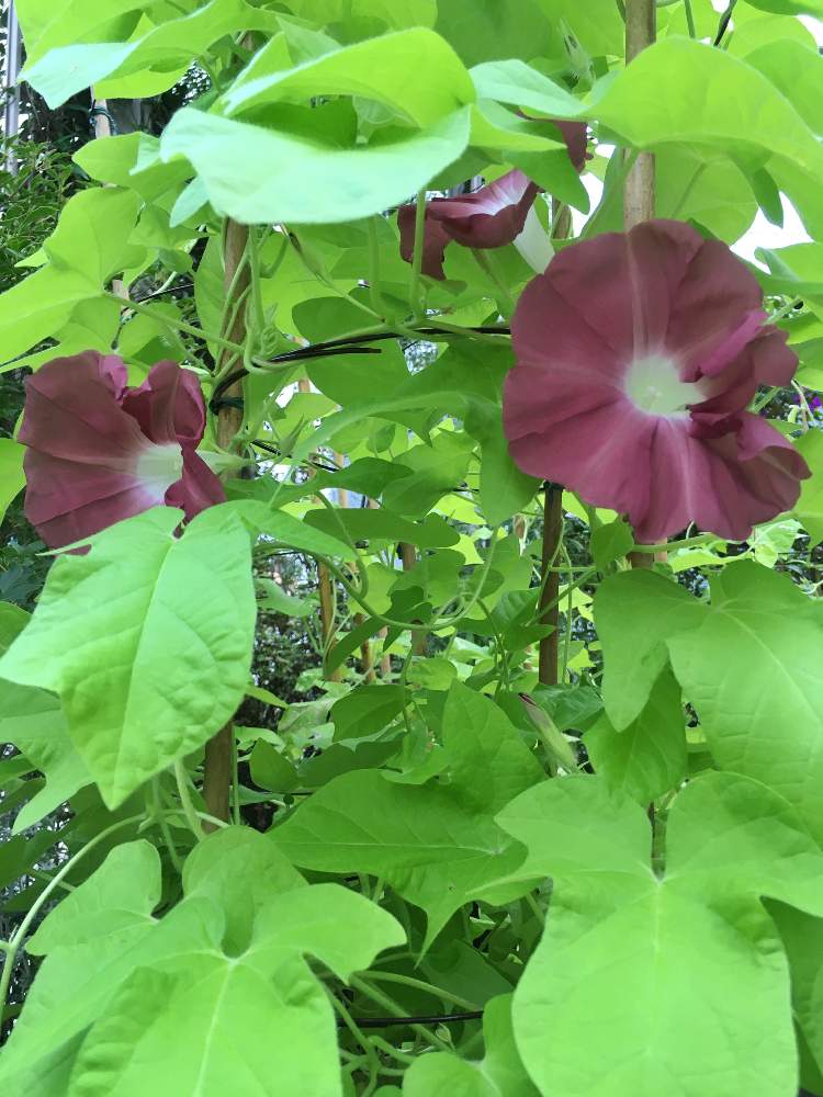 朝顔 の投稿画像 By Shoyaさん 和の趣と行灯仕立てとおうち園芸と朝顔 団十郎と花のある暮らし 月7月31日 Greensnap グリーンスナップ